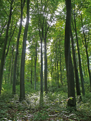 Die \\"Hohe Schrecke\\": Alter Wald mit Zukunft - gemeinsam wertsch&auml;tzen, gemeinsam wer