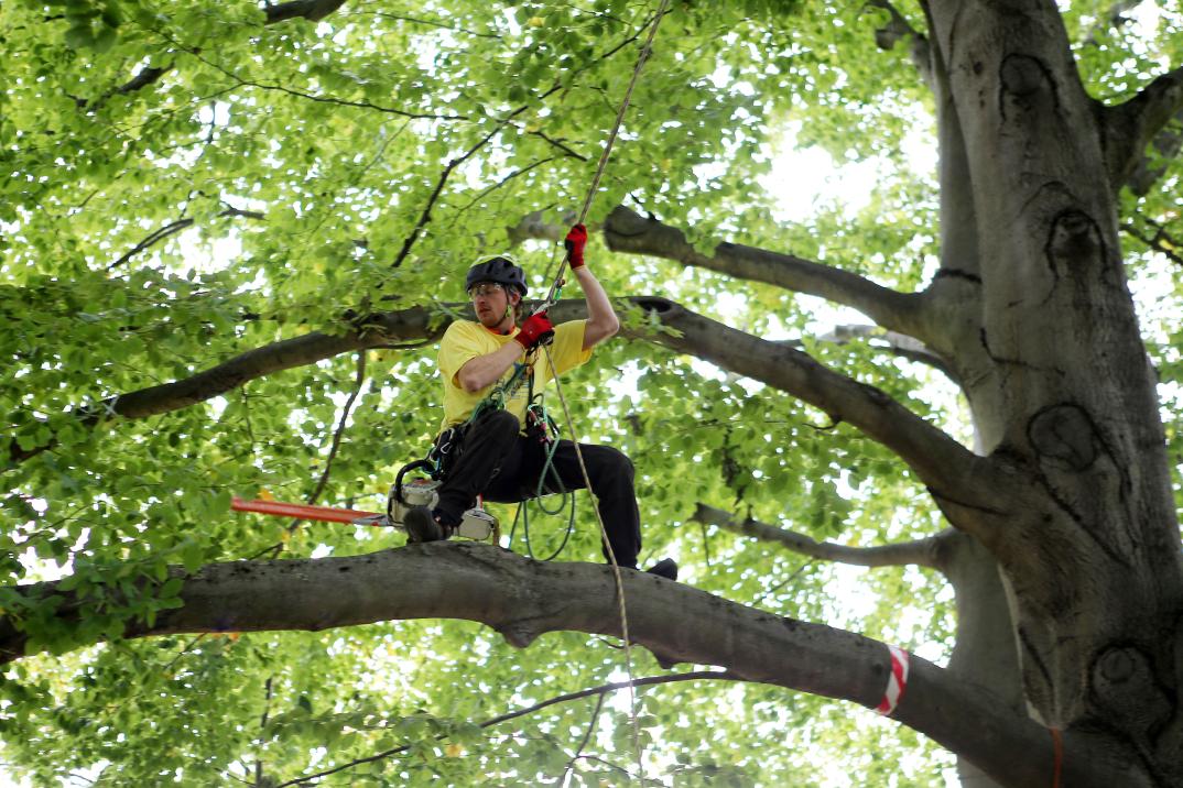 Baumklettermeisterschaften der HAWK